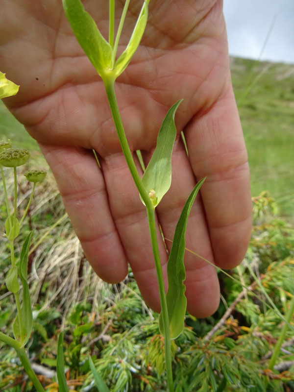 Bupleurum stellatum - Apiaceae